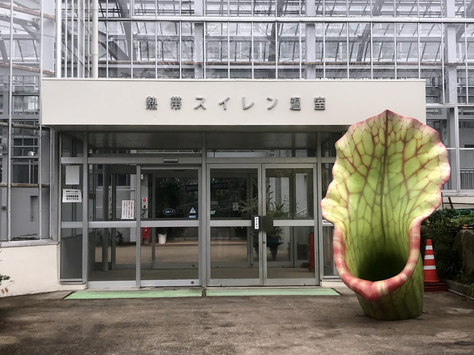広島市植物公園ブログ 熱帯スイレン温室の現況 12