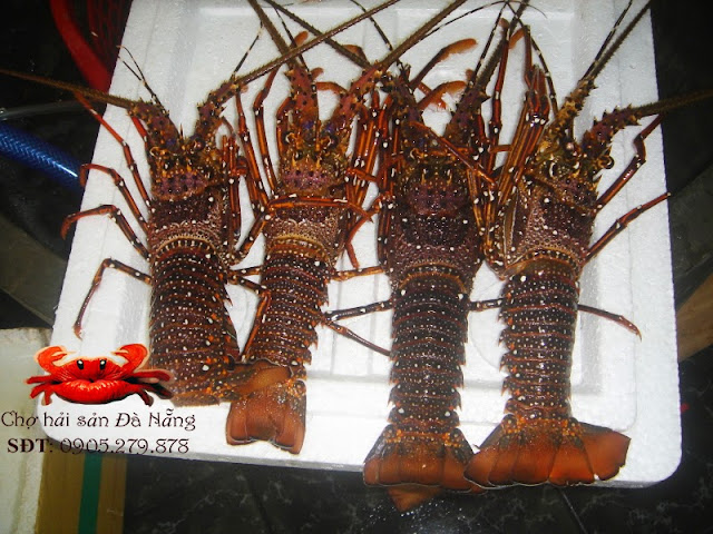 bo si va le tom hum tai da nang ship di ca nuoc tom hum bo si va le tai da nang