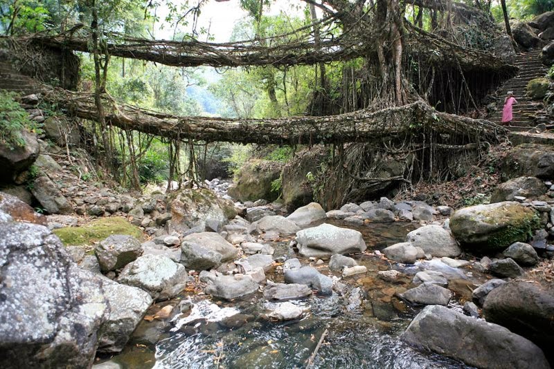 Meghalaya's double-decker Live Root Bridges