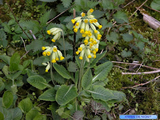 Photo de primevères diverses - Primevère de jardin - Primevère sauvage Photo de primevères diverses - Primevère de jardin - Primevère sauvage