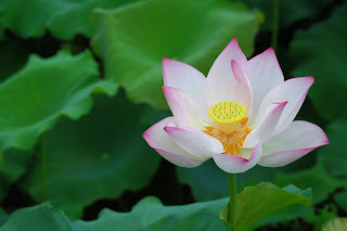 Lotus Flower HD wallpapers