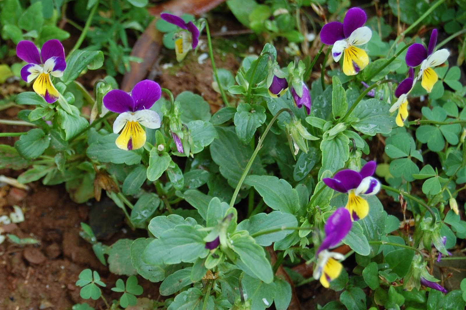 Plantas: Beleza e Diversidade: Amor-perfeito (Viola tricolor)