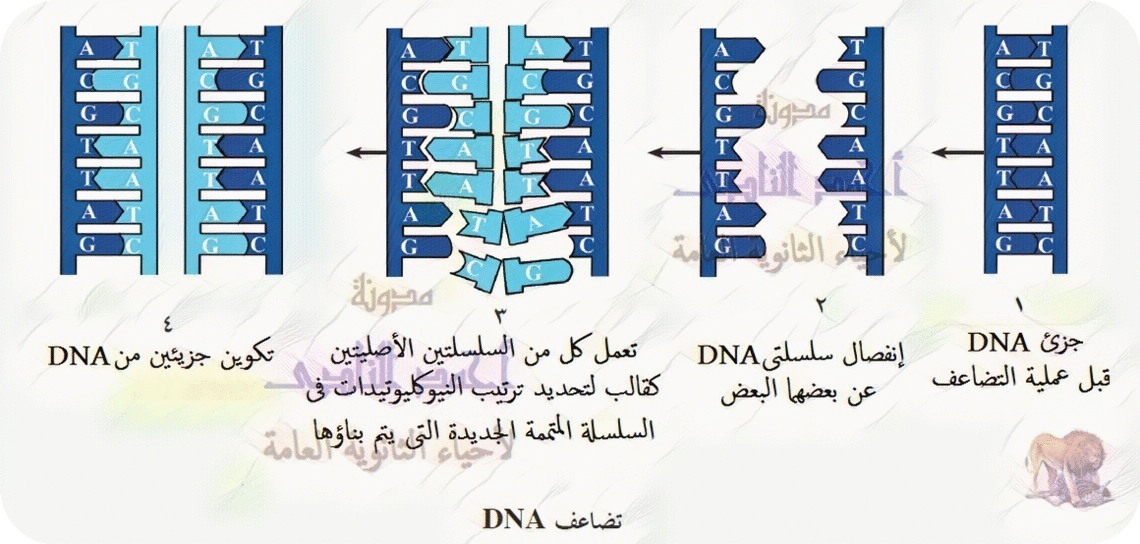 تضاعف الحمض النووى dna - dna replication
