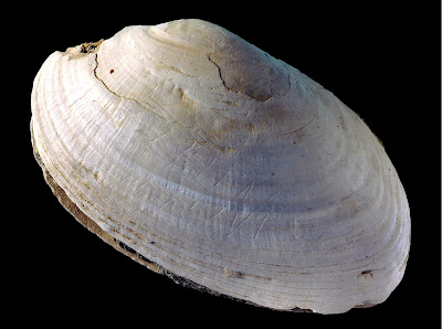 Félmillió éves ábrákat találtak kagylókon Félmillió éves ábrákat találtak kagylókon