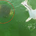 Garoupa gigante engole tubarão inteiro; veja o flagrante