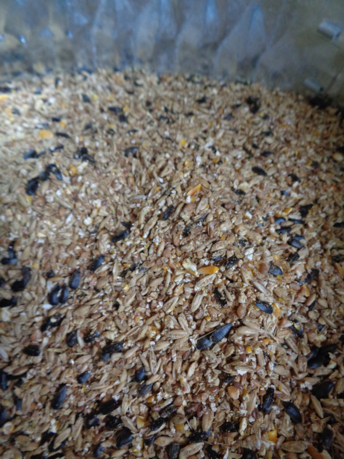 Proverbs 31 Living Buying Bulk Chicken Feed and Saving Money