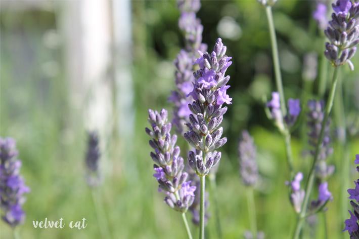 lavanda fotografía