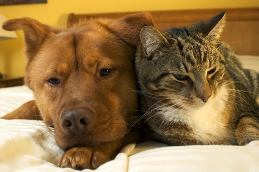 Jak opiekować się kotem i psem po kastracji?
