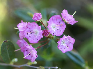 Kalmia à feuilles d'andromède - Kalmia polifolia Kalmia à feuilles d'andromède - Kalmia polifolia