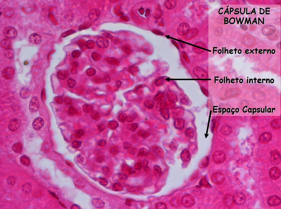 HISTOLOGIA Rim HISTOLOGIA Rim