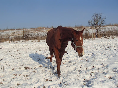 konie, kucyki, jazda konna, pensjonat dla koni, konie w zimie, konie i duży mróz