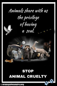  animal, dog, cat, pet, animal, inspiring quotes for animal lovers, petsnmore.org, soul