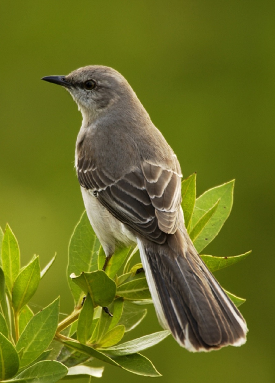 Picture of a mockingbird. Picture of a mockingbird.