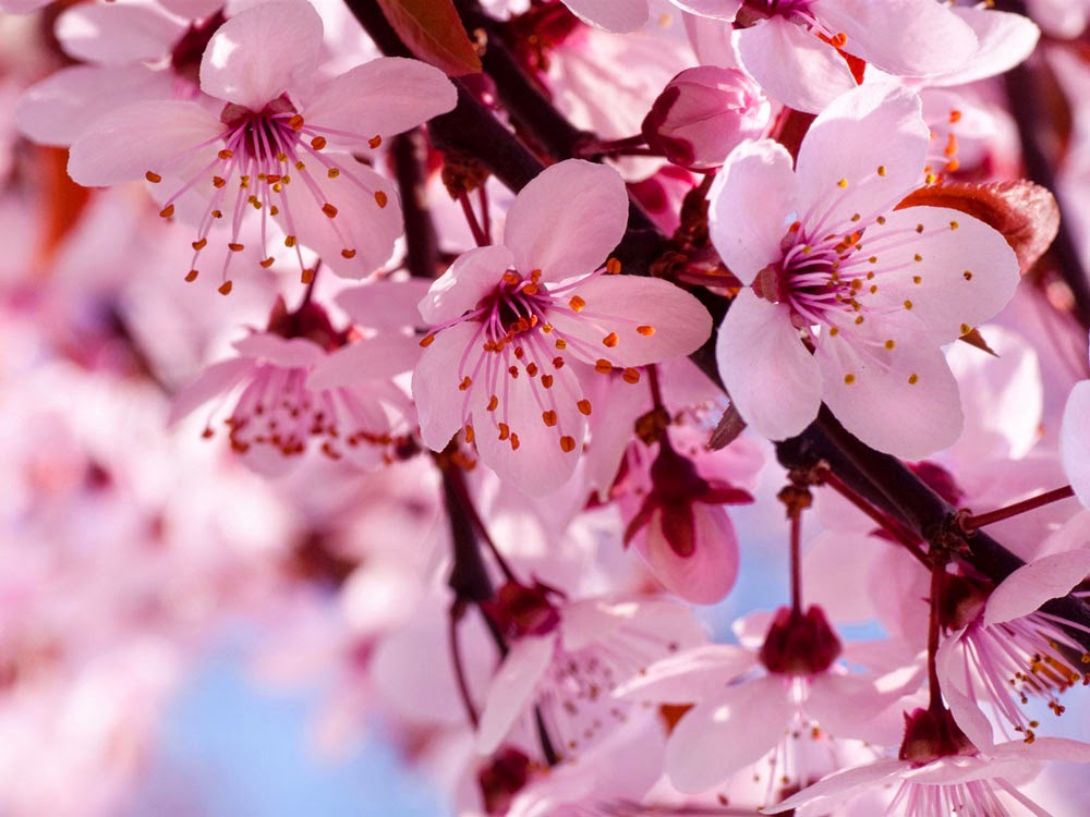 20 Gambar Bunga Sakura Jepang Tercantik Terindah