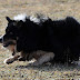 99 Names for Border Collies Male | Irish, Scottish and Gaelic Boy Dog Names