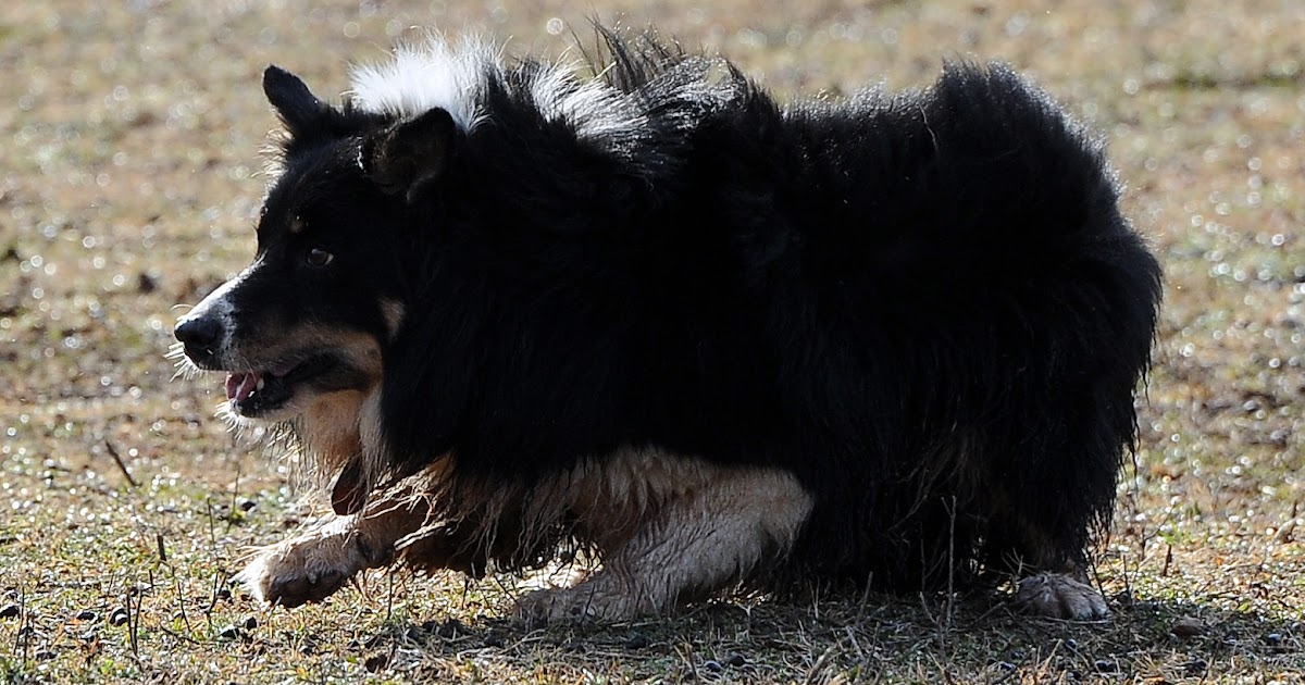 99 Names for Border Collies Male Irish, Scottish and Gaelic Boy Dog Names