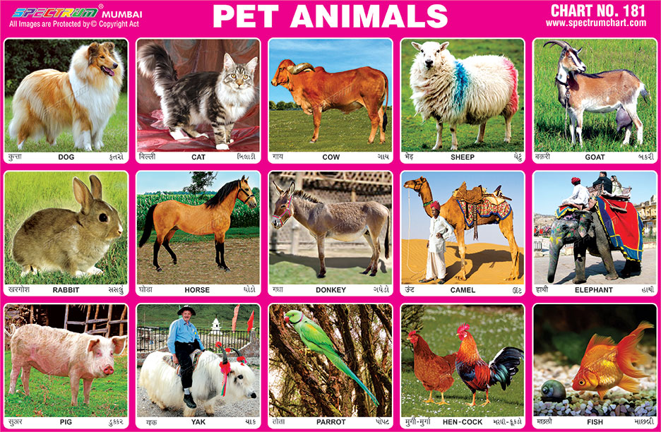 Pet Animals Images Chart