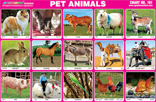 Spectrum Educational Charts: Chart 181 - Pet Animals