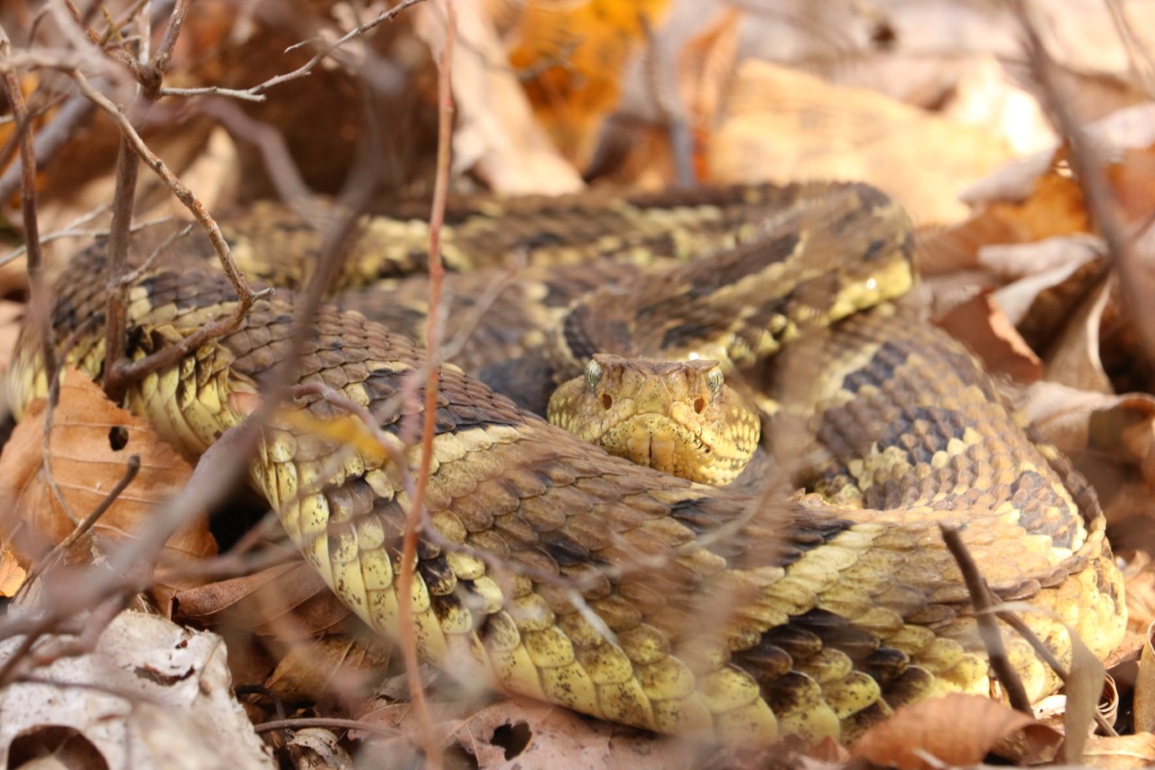 Nature Explorer Identifying North Carolina's Venomous Snakes Part 3