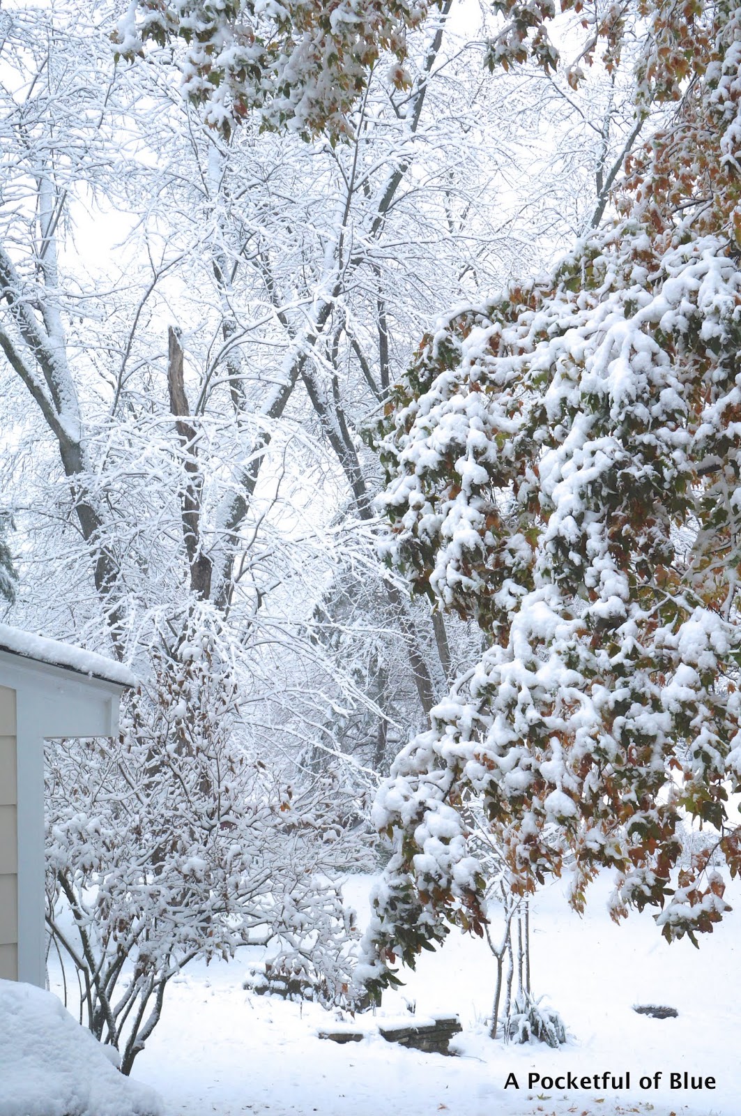 SNOW IN OUR BACKYARD