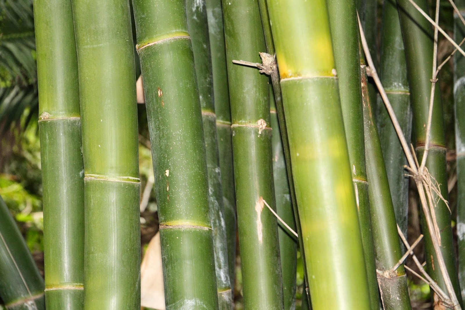 Bamboo Journey Australia Zoo and Bamboo.
