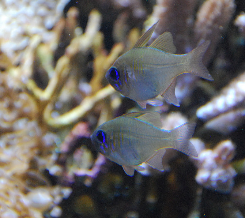 Hawaii Weekends Waikiki Aquarium