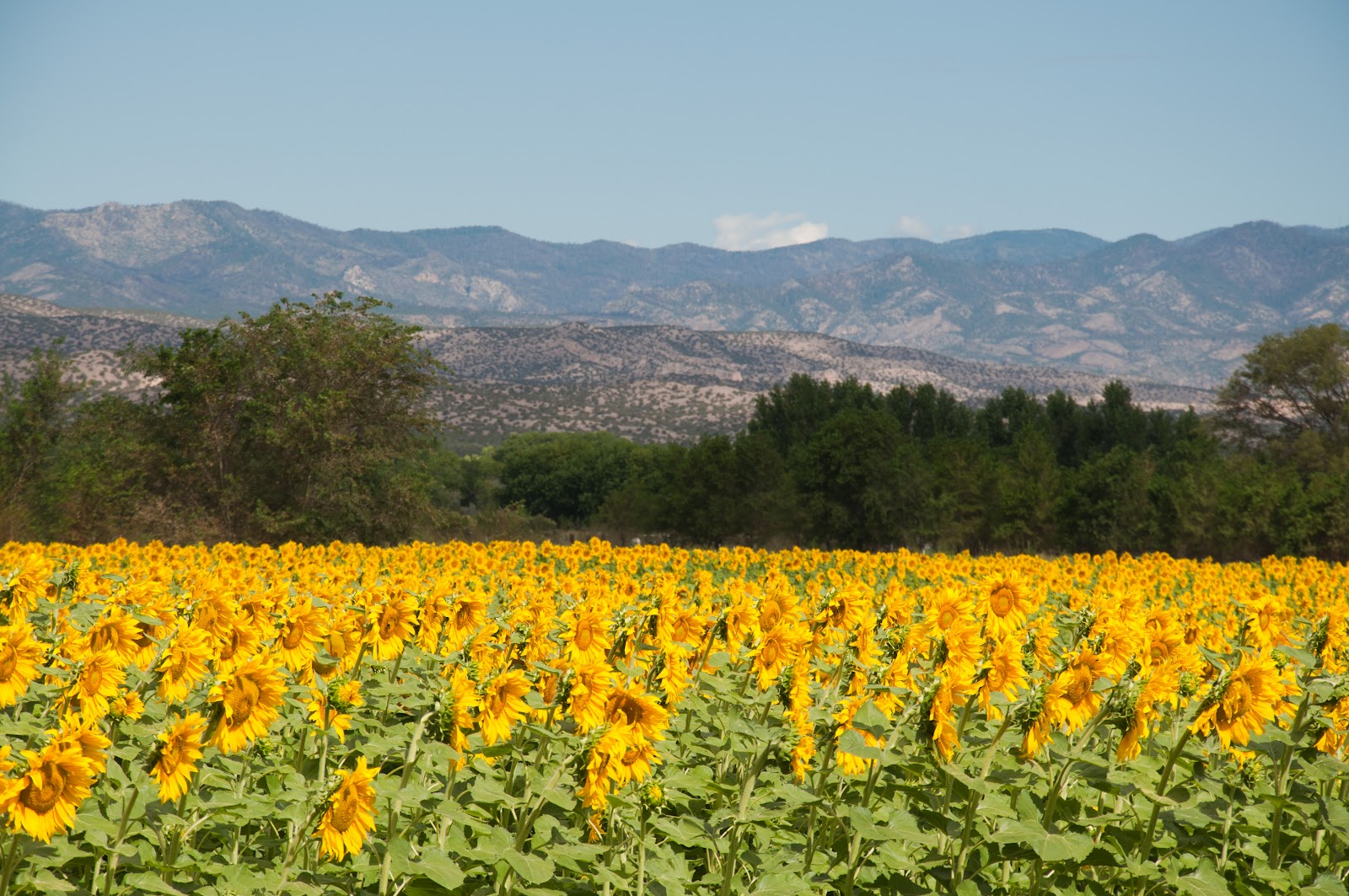 Only in New Mexico Glorious August