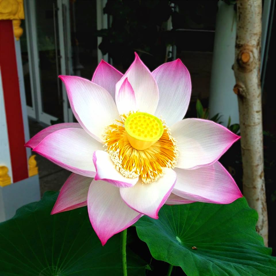 Garden Photo of the Day Sacred Lotus Flower