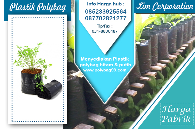inilah dia teknik budidaya aglaonema pabrik dan inilah dia teknik budidaya aglaonema pabrik dan