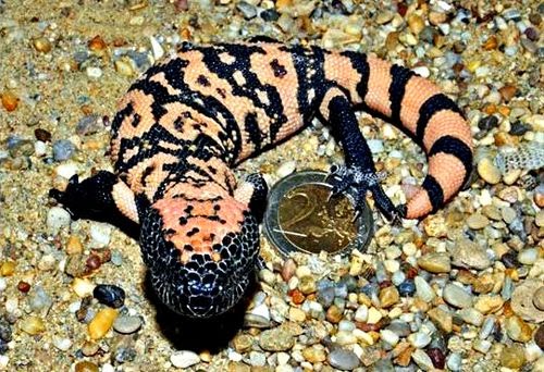 Mexican Beaded Lizard - Reptiles World