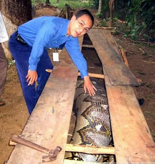 人面蛇身，馬來西亞抓到百年蛇精圖片1