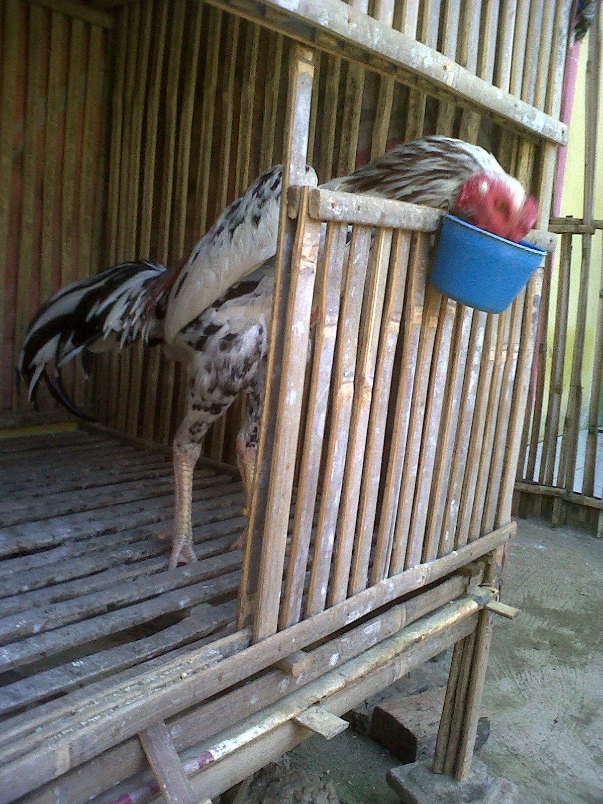 Jual Blorok Madu (sold To Jogjakarta) | JUAL AYAM BANGKOK MURAH DAN