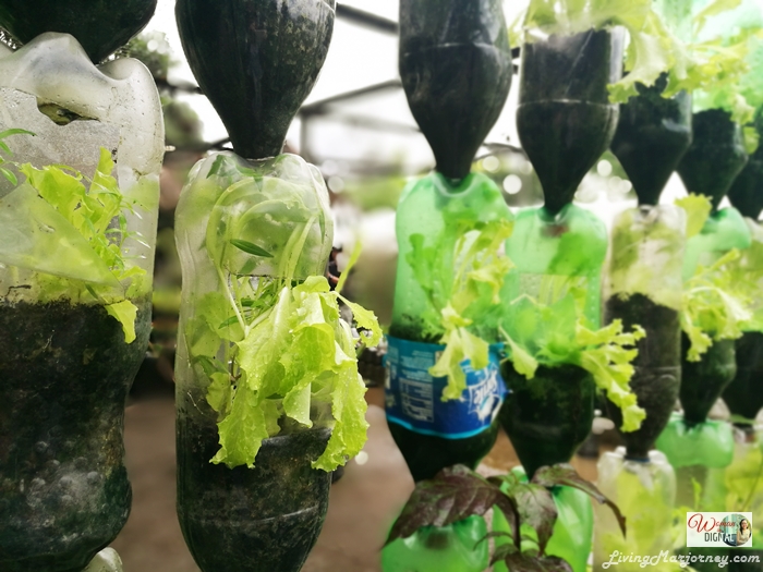 Growing-Organic-Lettuce