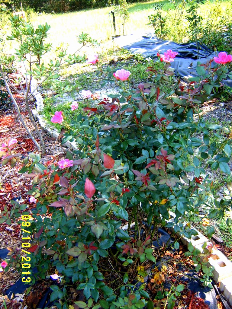 Alabama Rose and Flower Garden from a NonGreen Thumb Rose of the Week