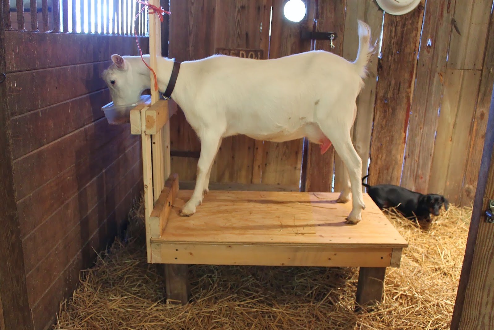 ~Ohio Thoughts~: Milking Stand / Stanchion