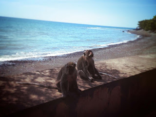 Two Monkeys Sit Back And Relax At Pulaki Pulaki Temple Beach North Bali