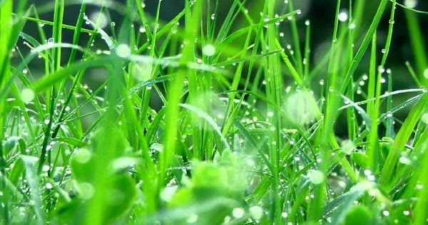 What Are the Healing Powers of Morning Dew