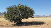 argan oil argan oil for hair