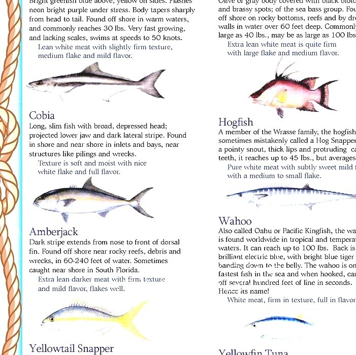 List Of Fishes Of Florida Fishes In Florida