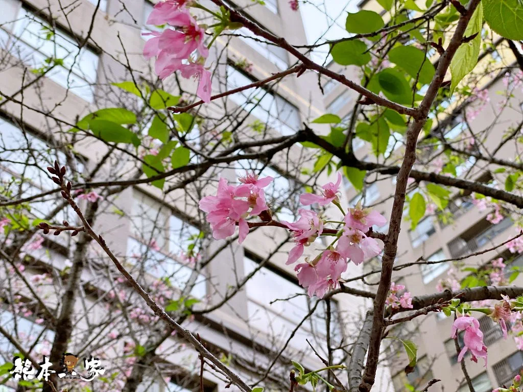 三峽北大賞櫻花兼野餐親子半日遊|賞花點不少值得散步走走喔