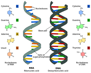 Pengertian DNA dan RNA Beserta Fungsinya