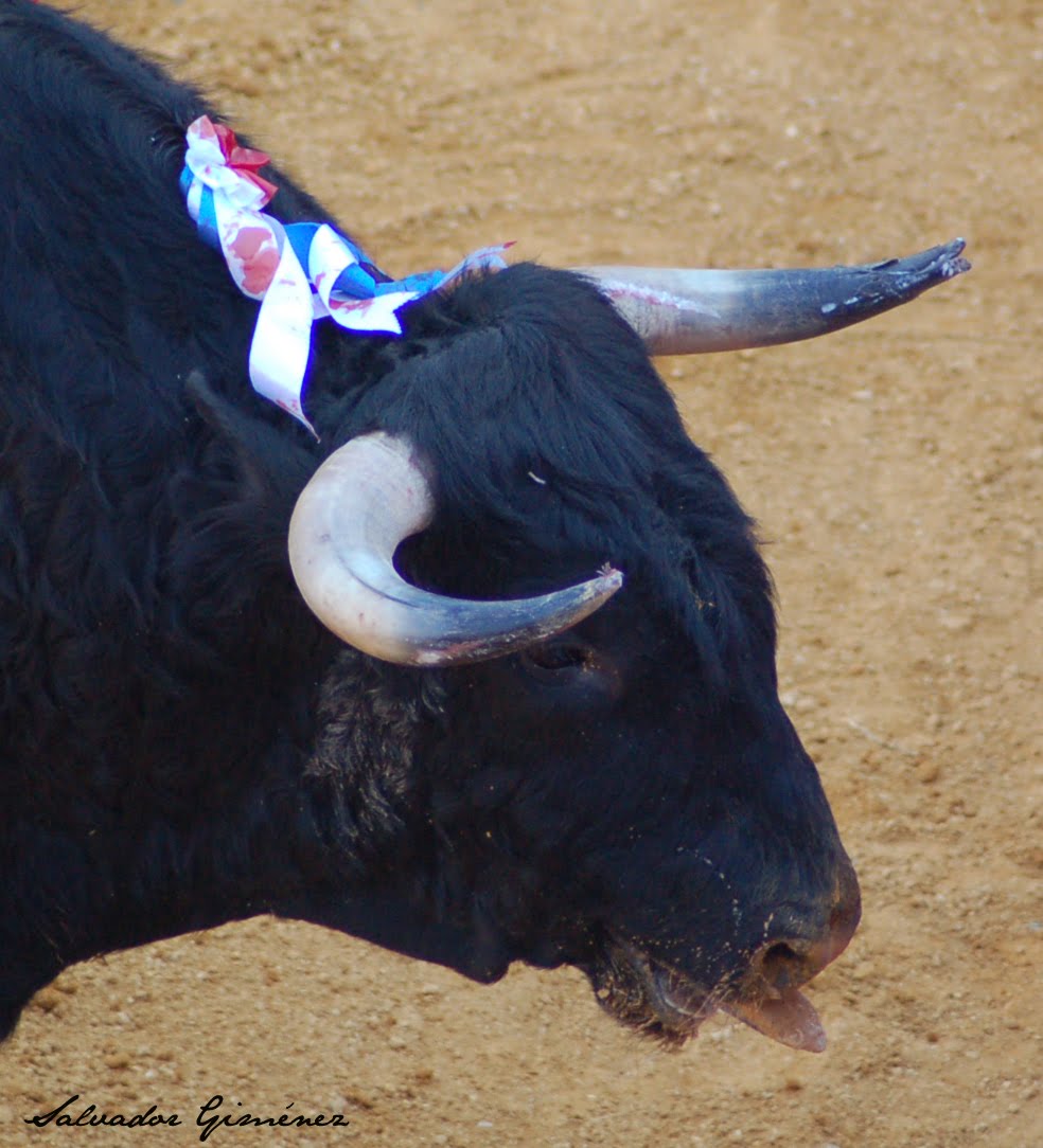 CORDOBA TAURINA QUO VADIS? (Fotos de algunos pitones de los toros