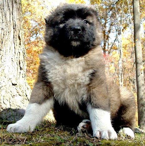 Caucasian mountain dog