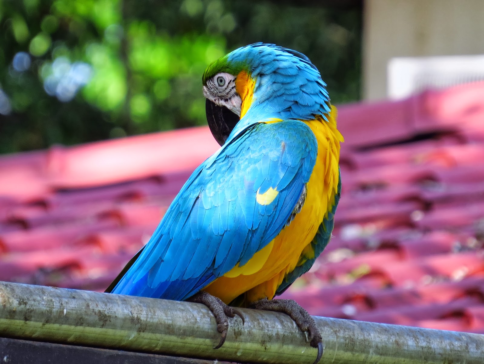 amateurnithologist Blue and Yellow Macaw