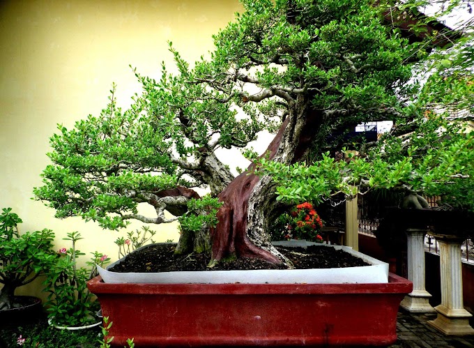 Cara Budi Daya Bonsai Santigi