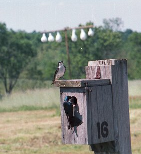 Suara burung tree swallow Suara burung tree swallow