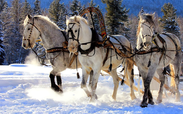 Witte paarden in de sneeuw Witte paarden in de sneeuw met slee