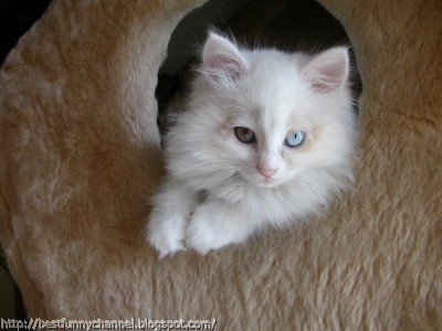  Cute white cat.