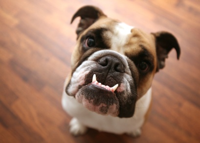 overshot jaw in puppies factory
