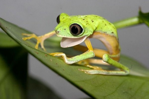 Funny%20Cute%20Little%20Frogs_2.jpg